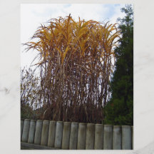 Yellow crotton plants against sky personalized flyer
