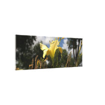 Yellow Cultivated Day-lily: Wide Angle View canvas prints