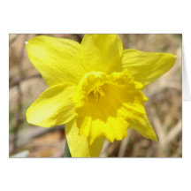 Yellow Daffodil Flowers Greeting Card