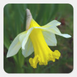 Yellow Daffodil Stickers