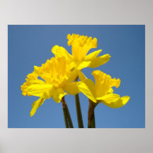Yellow Daffodils Flower Spring Bouquet art prints