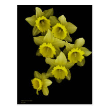 Yellow Daffodils On Black Postcards
