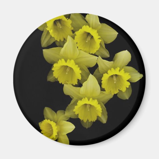 Yellow Daffodils On Black Refrigerator Magnet