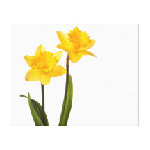 Yellow Daffodils on White - Daffodil Flower Blank Canvas Print