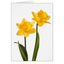 Yellow Daffodils on White - Daffodil Flower Blank Card