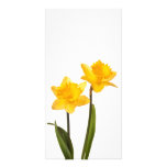 Yellow Daffodils on White - Daffodil Flower Blank Customized Photo Card