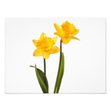 Yellow Daffodils on White - Daffodil Flower Blank Photo Art