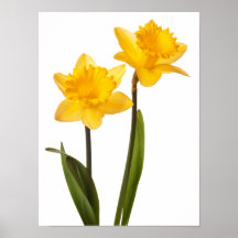 Yellow Daffodils on White - Daffodil Flower Blank Poster