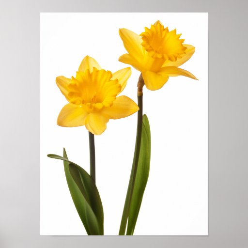 yellow daffodil clip art - photo #49
