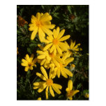 Yellow Daisies Post Cards