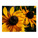 Yellow Daisies Post Cards
