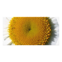 yellow_daisy_detail-800x600 cropped picture card