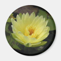 Yellow Dazzler Magnets
