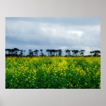 Yellow fields of rape, wall poster