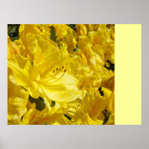 Yellow Floral Rhododendrons Flowers art prints