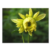Yellow Flower Art Photo