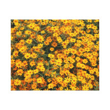 Yellow Flower bed Gallery Wrap Canvas
