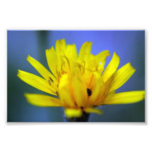 Yellow Flower Print Photo