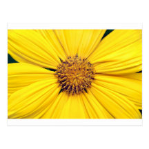 Yellow Gerbera Daisy Background.jpg Post Cards