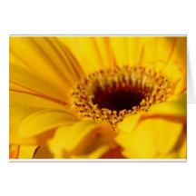 Yellow Gerbera Daisy Card