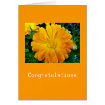 yellow gerbera daisy flower greeting cards