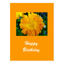 yellow gerbera daisy flower post cards