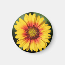 Yellow Gerbera Daisy Magnet