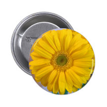 Yellow Gerbera Daisy Pinback Buttons