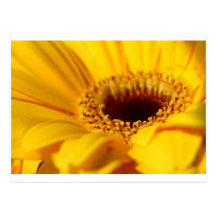 Yellow Gerbera Daisy Postcards