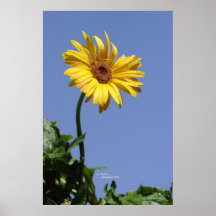 Yellow gerbera daisy Poster