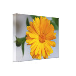 Yellow Gerbera Daisy Wildflower Gallery Wrap Canvas