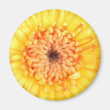 Yellow gerbera.JPG Fridge Magnet