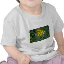 yellow Goldenrod (Solidago Sp.) flowers Tshirts