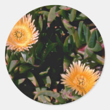 Yellow Ice Plant flowers Round Sticker