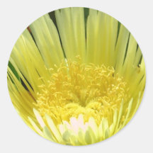 Yellow Ice Plant Sticker