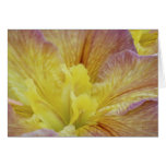 Yellow iris and its meaning card