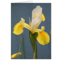 Yellow Iris Greeting Card