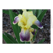Yellow Iris Greeting Card