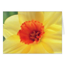 yellow Jonquil flowers Greeting Card