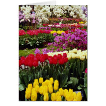 yellow Keukenhof gardens, Amsterdam, Netherlands f Greeting Card