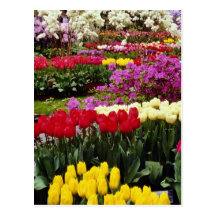 yellow Keukenhof gardens, Amsterdam, Netherlands f Post Cards