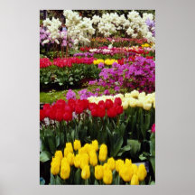 yellow Keukenhof gardens, Amsterdam, Netherlands f Posters