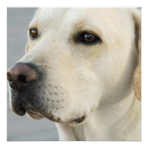 Yellow Lab  Invitations