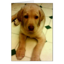 Yellow lab pup greeting cards