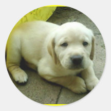 yellow lab pup round stickers
