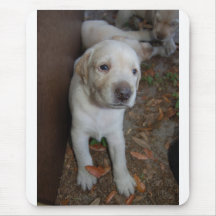 Yellow Lab Puppy 3 weeks Mouse Pads