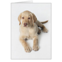 Yellow Lab Puppy Greeting Cards
