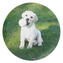 Yellow Lab Puppy Party Plates