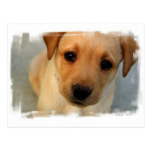 Yellow Lab Puppy Postcard