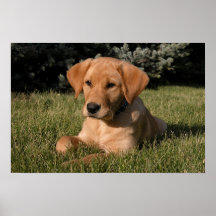 Yellow Lab Puppy Print